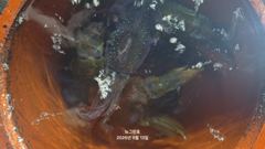 (무늬오징어)무시가 심심찮게~초보팀 70여수 대성공 뉴그린호(오늘 예약) 사진