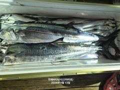 12일 준내만 갈치텐빈 조황 신아라호 사진