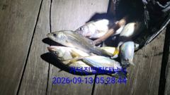 [부산] 가덕천성진양 야간 칼치 좌대조황 260913 일