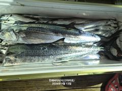 [진해] 12일 준내만 갈치텐빈 조황 신아라호 사진