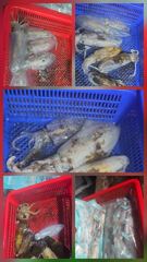 [진해] 무니오징어 팁런 사이즈업 마리수업 사진