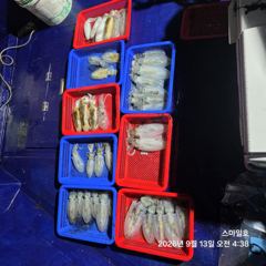 [거제] (무늬오징어)욕지권 팁런 씨알 GOOD~오늘은 내만으로~스마일호