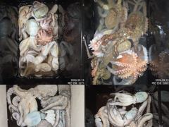 [진해] 12일 조항.오늘도 제수용 씨알급 잡으러 야간~돌문어 출조 갑… 사진