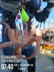 [통영] 사량도 돌문어 !!! 터졌다 터졌어~~ 사진