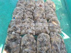 13일, 군산쭈꾸미~ 싸이즈도 점점~물때 상관없이 제대로 나오네요~굿굿 망탱이 조황~~군산낚시프라자 나드리호 사진