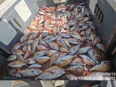 ★★아리울2호★★ 참돔 먼바다 145수!!(9/13) 사진
