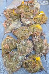 [사천] 돌문어 평일오전10시 15일화요일부터출조 사진