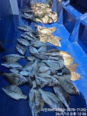 [고성] 많은마맀수감성돔들(110여수.흘림) 사진