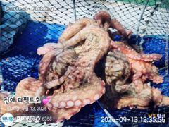 [진해] 포이트마다 쭉~욱 쫀득한 손맛