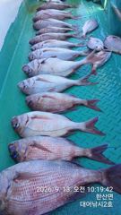 찌낚시조황 - (감성돔)씨알 위주 대물 팅~5짜4짜 체포~고성베이호(14일 예약) 사진