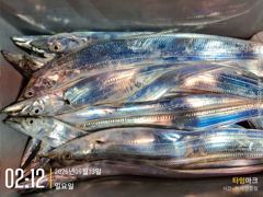 실시간 조황 - {통영호반호} 실시간 조항올려봐요 ~