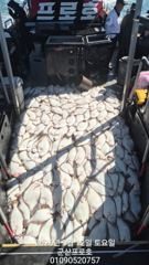 군산 프로호 9월12일(토) 광어다운샷 조황입니다 160수오바조황! 사진