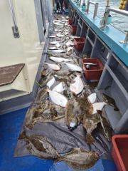 광어조황 글만 보기 사진