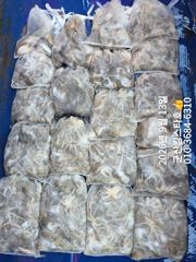 ★★ 9/13 [군산 대일피싱] 킹스타호 쭈꾸미 조황입니다. 내일 9자리 있습니다. ~! 사진