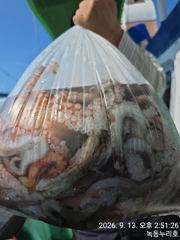 녹동 돌문어 조황 사진
