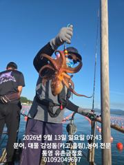통영 금정호 오전문어선상 마릿수 좋습니다 내일 오후선상 자리있어요 사진