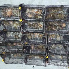 (수요일야간예약중) 14일야간문어 중치급퍽퍽퍽 사진