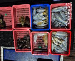 [경주] (씨스타호) 9월 13일 무늬오징어 최종 조황! 감자 사이즈부터… 사진