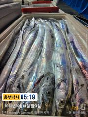 흥부박선장 4지부터 쿨 러 조황 오늘.내일도자리가능