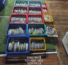 팁런무늬오징어 13일 조황 사이즈굿 마릿수굿 오늘예약가능합니다 사진