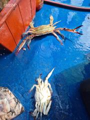 (뉴~패밀리호) 백도권 갈치 조황입니다. 사진
