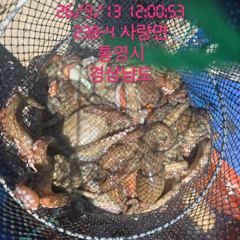[고성] 사량도돌문어 갑오징어 장원 23수갑 이20수 등등 마리수굿 선비… 사진