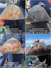 [고성] (로드피싱)제수문어,마릿수 오르고~살도 오르고!(내일출조예약중!…