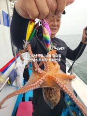 14일, 해볼만한 문어~좋은 싸이즈가 낚이는 군산문어들~10명출조~내일도 갑니다~군산 챔피언호 사진