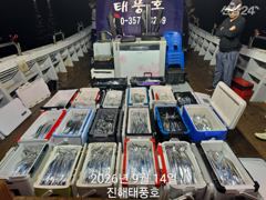 [진해] 14일 입항 내만갈치 쿨러 넘치도록 엄청 잡았네요. 예약가능. 사진