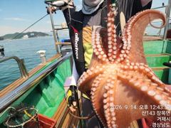 [진해] 14일세진호/돌문어2kg.중치들마릿수~화.가능~