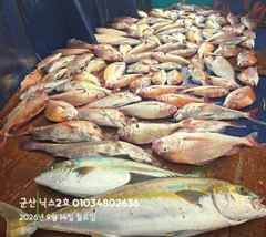 9.14 닉스2호 참돔타이라바 조황 또115수!! 사진