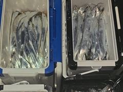 내만 갈치 점점 사이즈도 커지고 마릿수까지!! 손맛보러 갑니다!!(화요일부터 예약가능) 사진