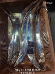 [통영] 현재 실시간 동영상..역시 박선장님 최고 입니다..씨알좋고 마릿…