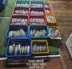팁런무늬오징어 13일 일요일 출조조황입니다 사진