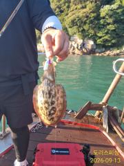 내일 갑오징어 1자리 야간무늬모집 사진