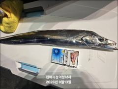 "준내만갈치" 3지4지 대치들!! 찐한 손맛보며 쿨러 담았네요~[예약가능]