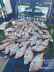 야미도후크스타호 9/15(화) 참돔 대박 조황