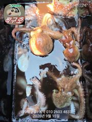 여수 짱구호 9월15일(화) 문어 대박 조황