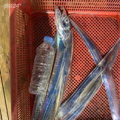 9월 15일 야간 갈치텐빈(반타임) 조황 사진