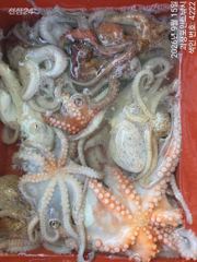 ~~*15일 대물2100g외 준수한 씨알,마리수 좋아요(낼예약가능)*~~ 사진