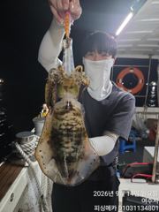 [여수,광양] 14일 거문도 무늬오징어 조황입니다 사진
