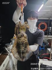 14일 거문도 무늬오징어 조황입니다 사진