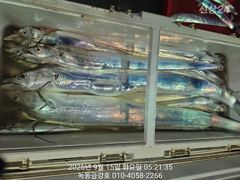 녹동금강호16석 먼바다 1인2쿨러왕갈치만쿨조항 오늘자리여유있읍니다 010-4058-2266
