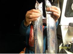 9/15 여수대박호 오늘9자리여유 백도권 씨알굵은갈치들로 굿~ 마릿수 조황입니다 사진