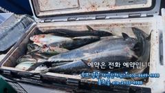 50마리씩 100마리씩 가을 선상낚시 최고 손맛 동해바다낚시 포인트 속초 양양 대선단배낚시