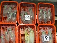 13일 무늬오징어] 23수 14수 10수 등등 마릿수 좋고 (오늘 수 목 금 토 일 예약가능) 사진