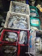 [거제] (무늬오징어)끝없는 마릿수 피딩에 먹물 폭팔~대동낚시(오늘 예약… 사진