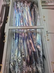 [진해] 먼바다갈치 오늘도 출동~ 예약가능