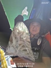 9월14일 야간 돌문어 조황!! 오늘 야간에도 출조 합니다 사진