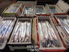 [진해] 16석.먼바다왕갈치(외줄) 오늘 3자리~예약가능/월욜 쿨러조황 사진